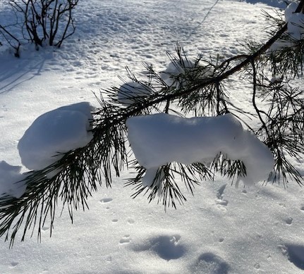 snowpine | Cast Light